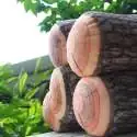 Oreiller tronc de bois coussin arbre buche