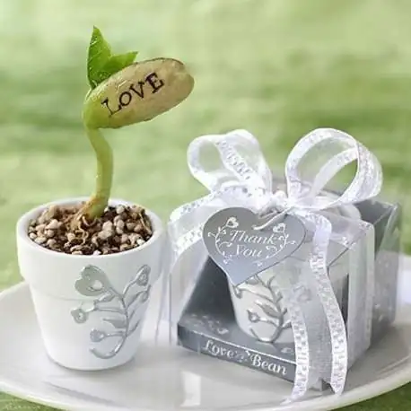 Plante haricot message LOVE en petit pot sur sa feuille